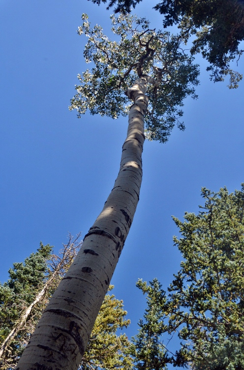 single tree 